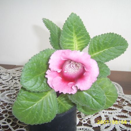 GLOXINIA